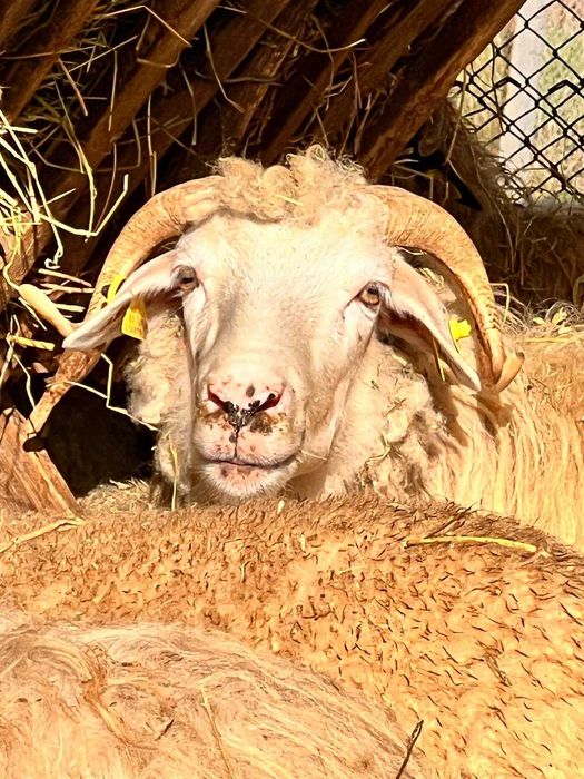 Vand 7 oi bune de lapte