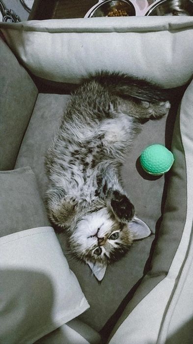 Shinshilla oʻgʻil bola