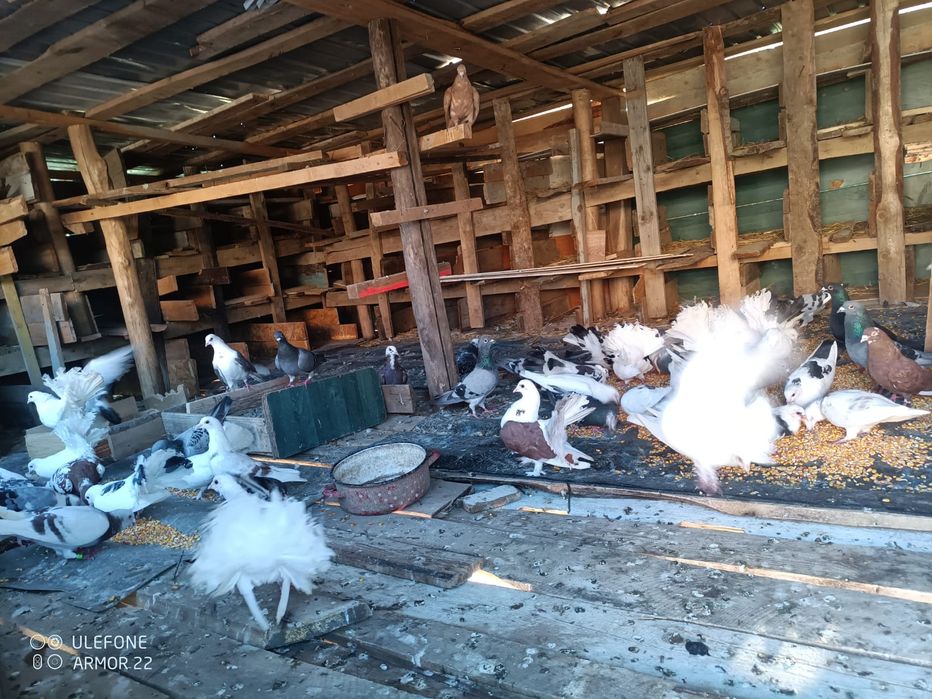 Vând porumbei diferite rase