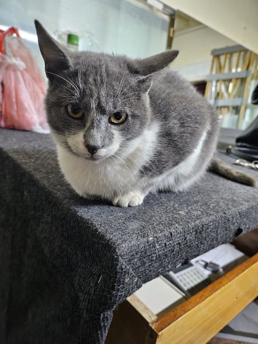 Pentru adoptat și iubit!