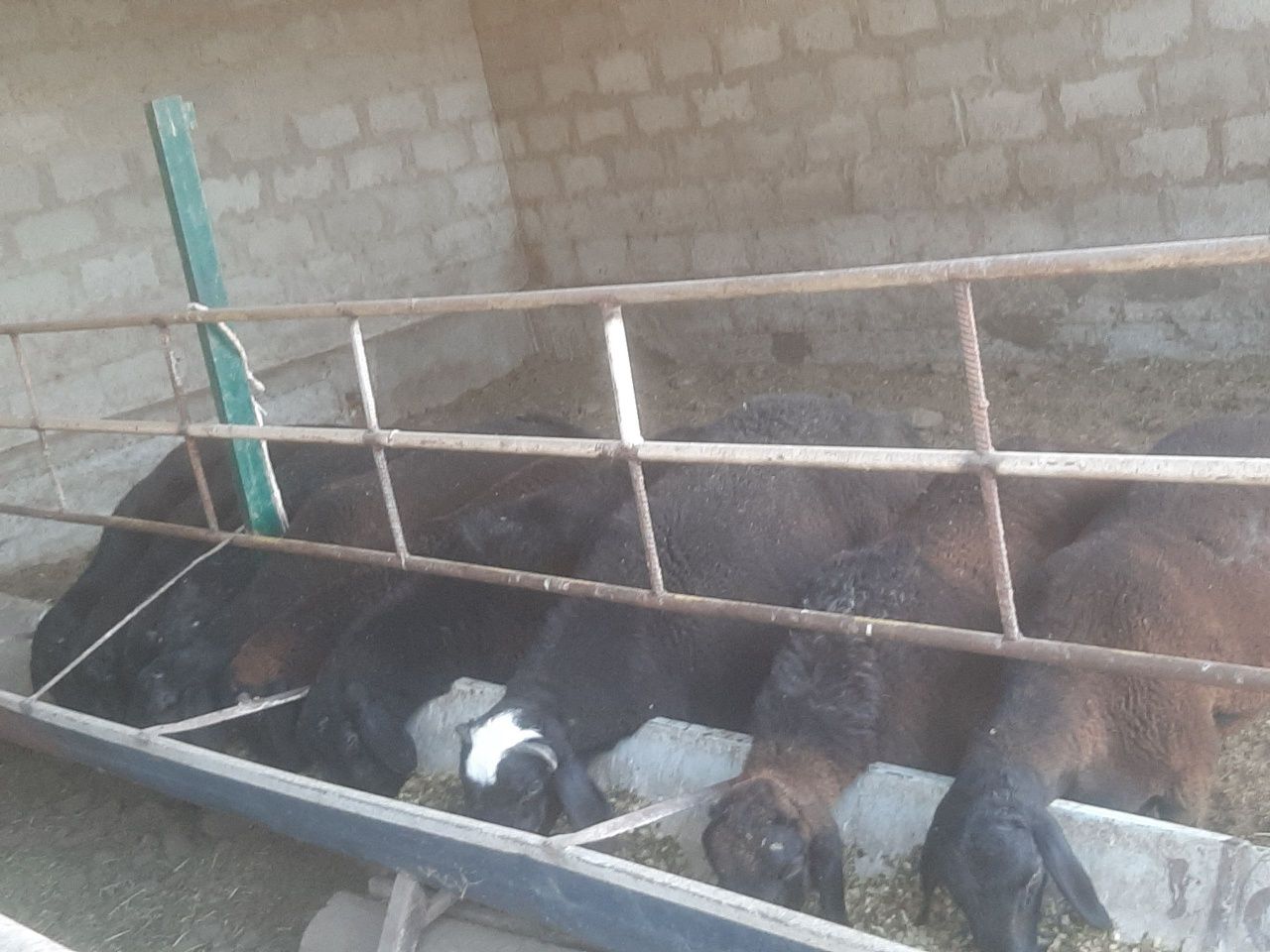 Barra qo'chqorlar