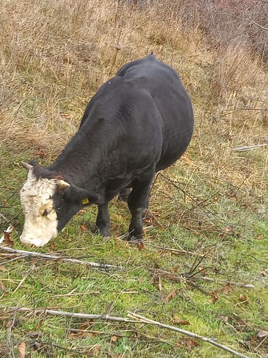 Vând taur 14 luni, crescut natural!