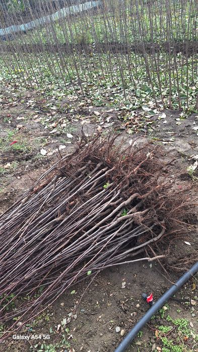 Vând pomi fructiferi altoiți