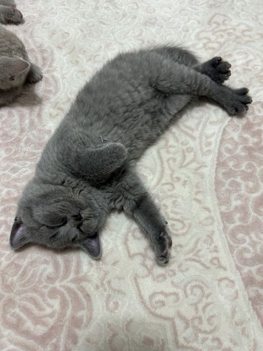 Pisicuță British Shorthair, femelă, 8 săptămâni