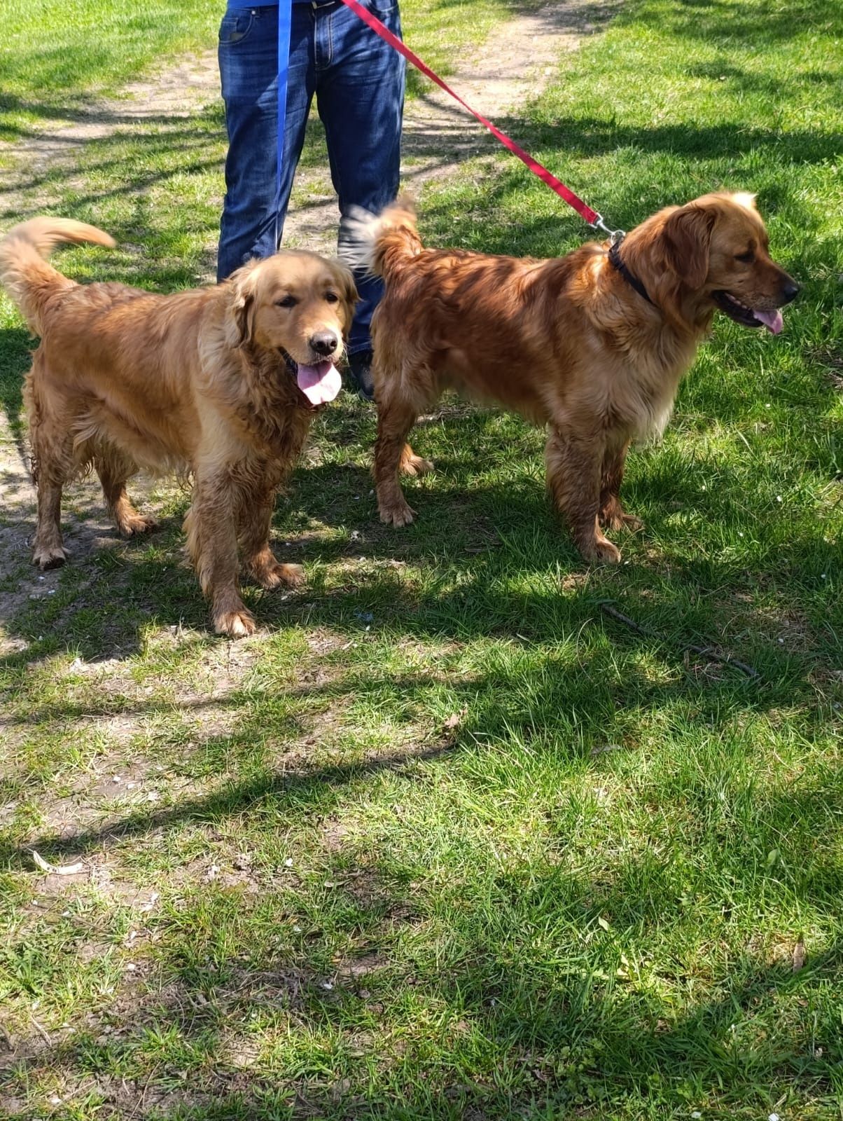 Pui Golden Retriever Roșu  Mascul, 8 săptămâni, vaccinat și deparazit