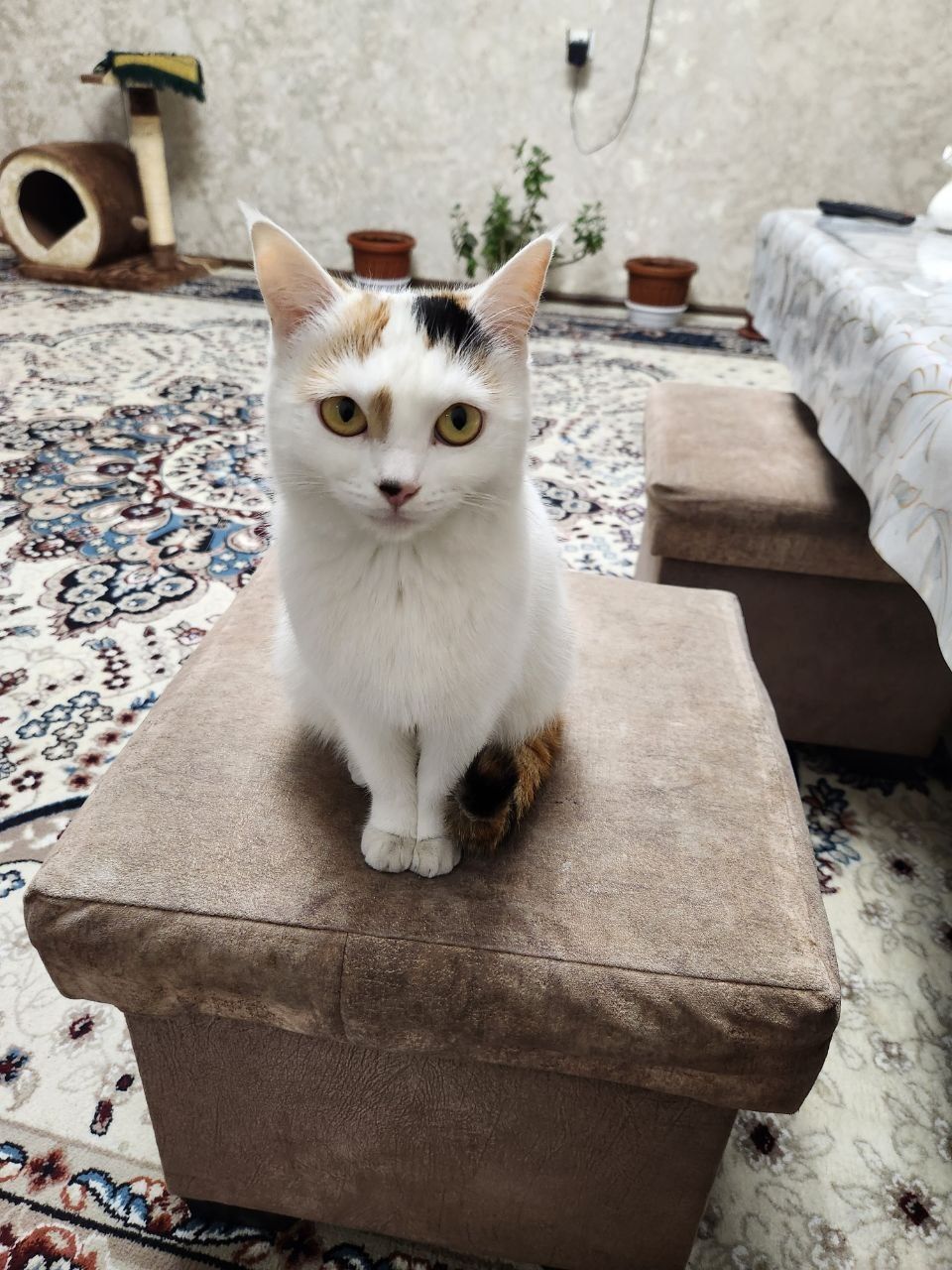 Отдам даром кошку и домик