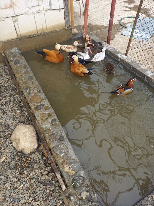 Rațe smarald și cocosi rasa pita pinta