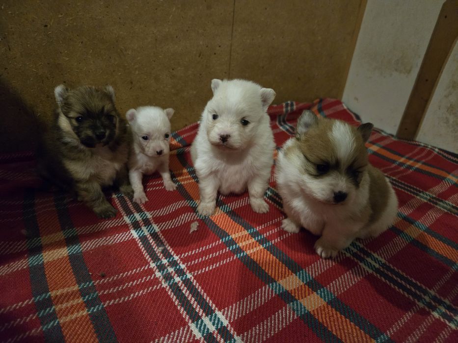 Померан - мини шпиц 3кг.