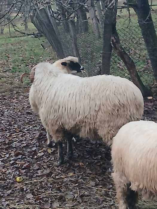 Berbec bucalau de vanzare