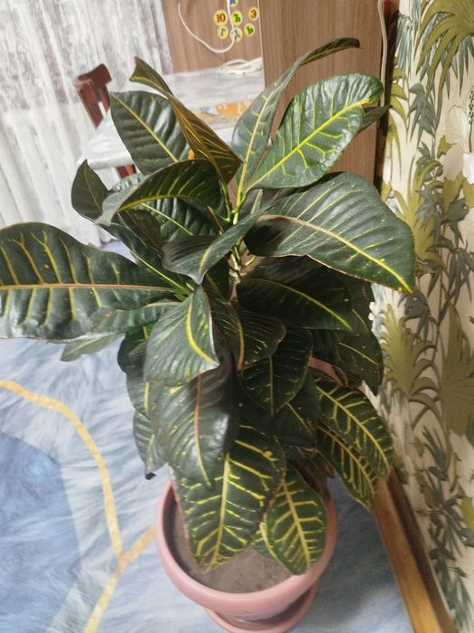 Комнатный цветок Кротон