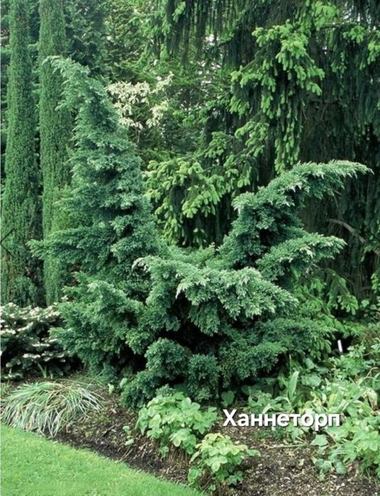 Хвойные: Ель, Пихта, Можжевельники в ассортименте