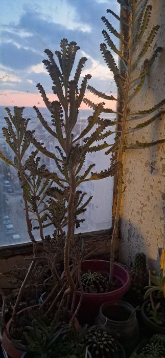 Kalanchoe delagoensis, известни още като "майка на милиони" или "полил