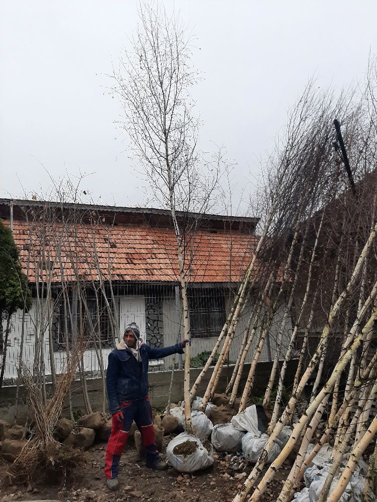 vand mesteacan cu coaja alba