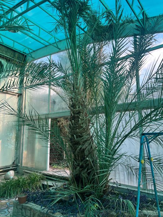 Живые Пальмы в Ташкенте