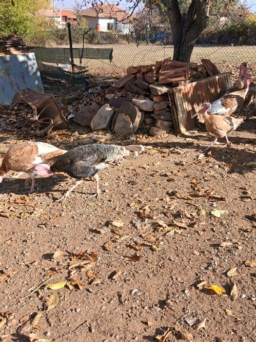 Млади домашни пуйки