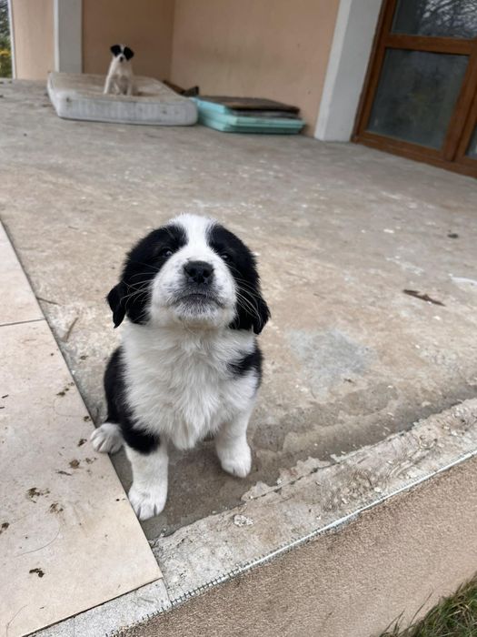 Подарявам кученца с майка от породата Рафейро де алентехо