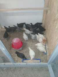 pui australorp 1 luna jumate