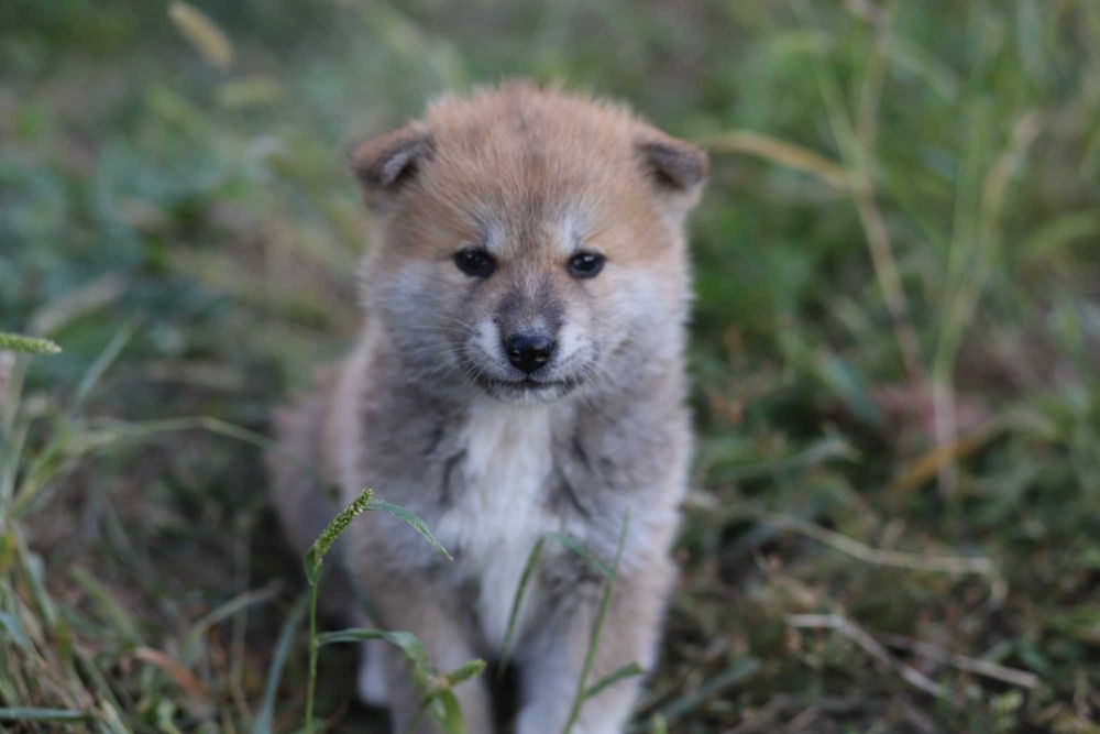 Pui Akita Inu femela roscata si mascul brindle (tigrat)