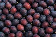 Prune tuica coapte