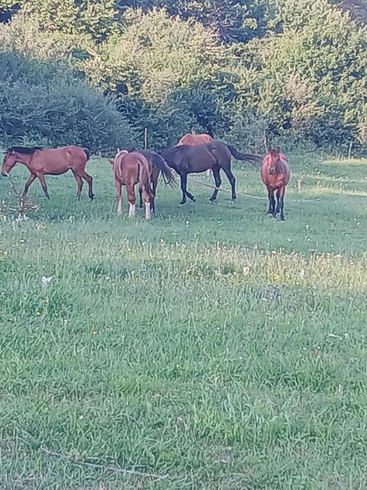 Vând sau schimb cu alte animale