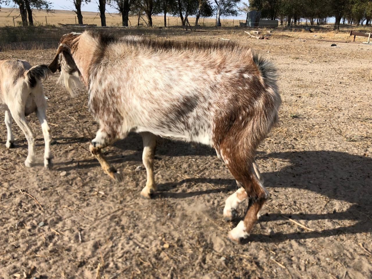 Чистопородистый козел Битал+Заанинка. 150тысяч.
