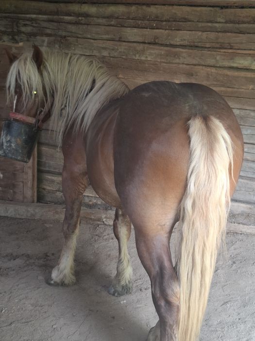 Vând armăsar de aproape 3 ani