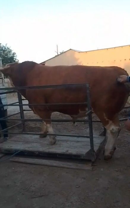 Mol o'lchash xizmati, Tarozi 2 tonnalik, Tarozi, mol , qoʻy