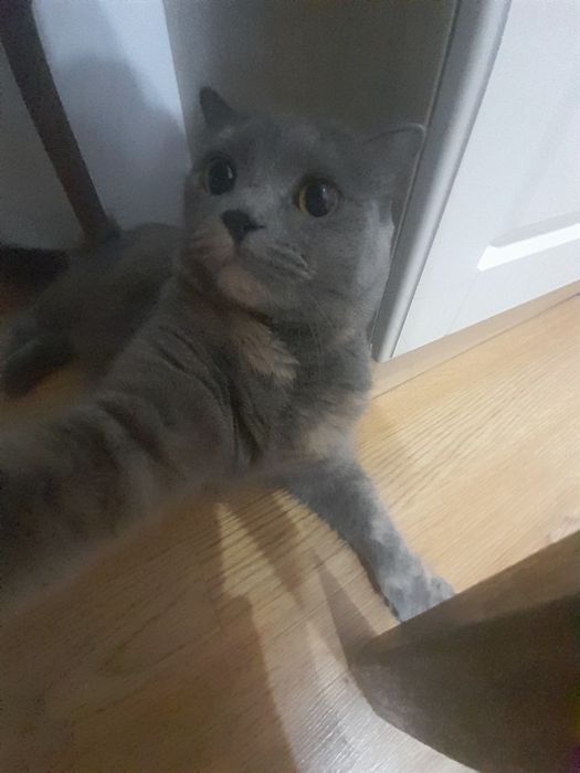 Отдам кошечку в хорошие руки