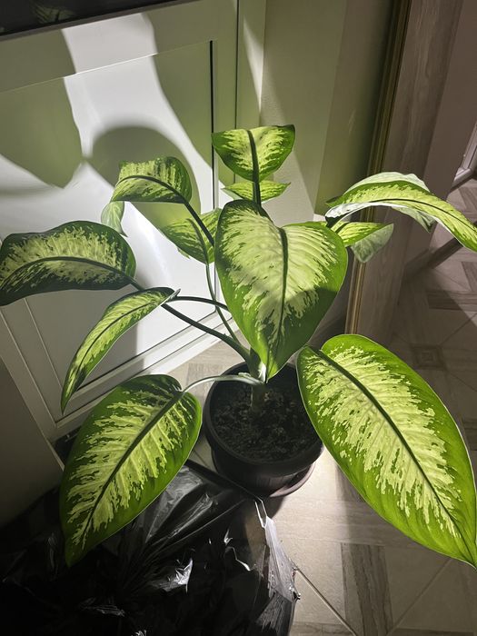 Floare ornamentală Dieffenbachia