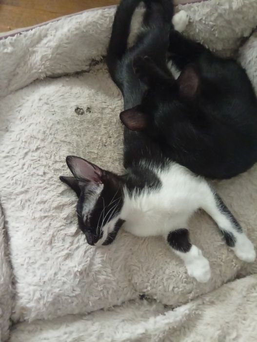 Pisicuțe de apartament pentru adoptie