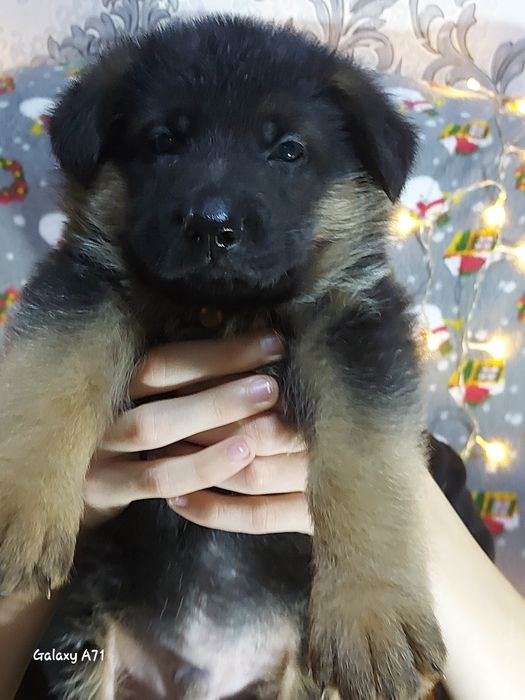 К продаже чистокровные щенки немецкой овчарки