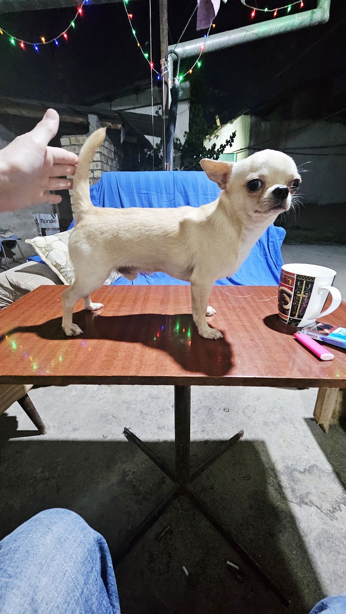 Мальчик чихуахуа мелкий