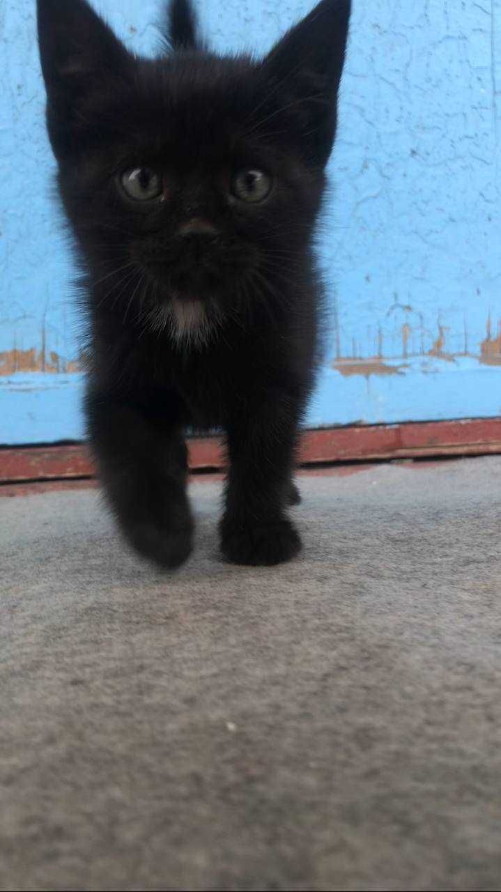 Продается чистокровный черный котенок! Очень интересное животное!