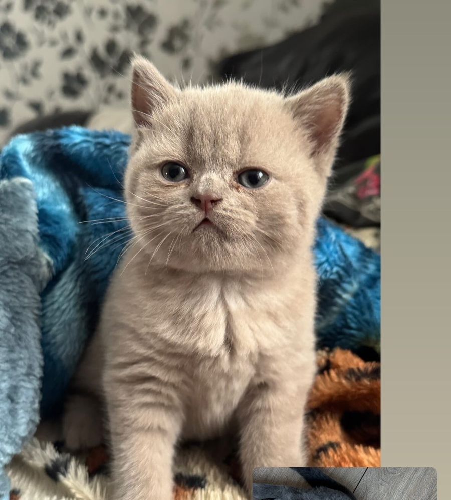 Продам котёнка девочку