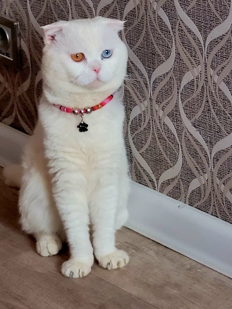 Вязка кот шотландский вислоухий