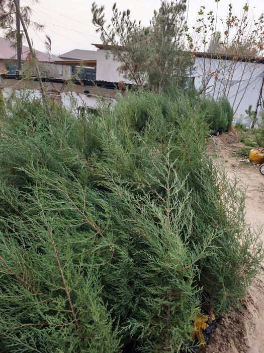 Арчалар 30 миндан Archalar 30 mingdan ADRIS Fod Sity ( AVANGART)