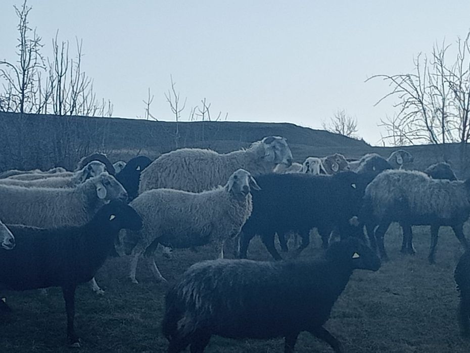 Vând 60 oi karakul înscrise în COP