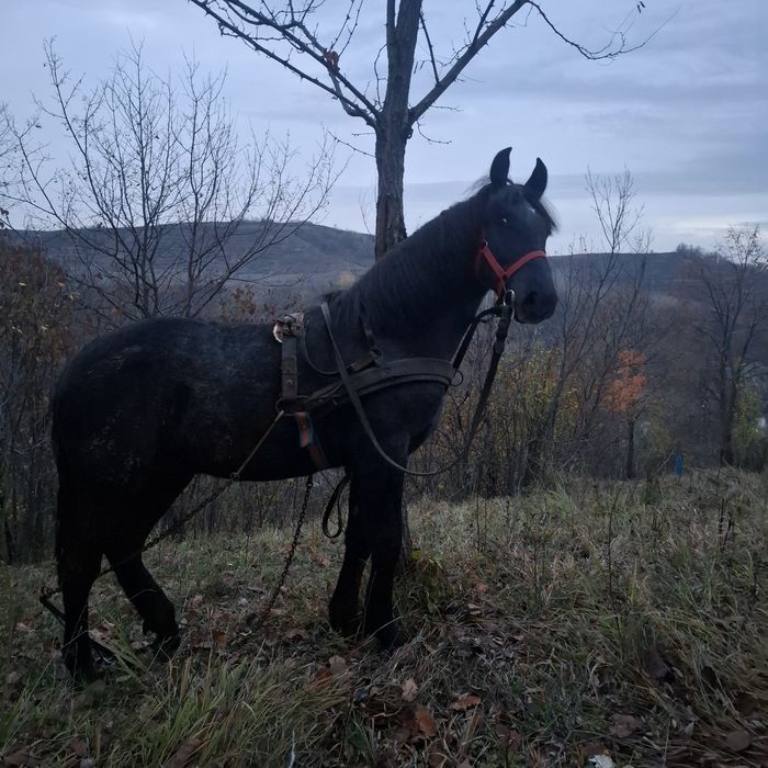 Vand cârlan castrat