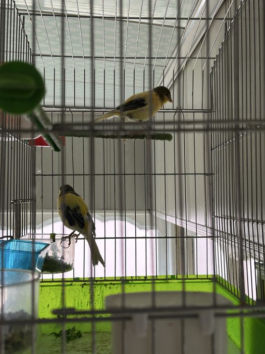 Канарейка                пара            Хорошые