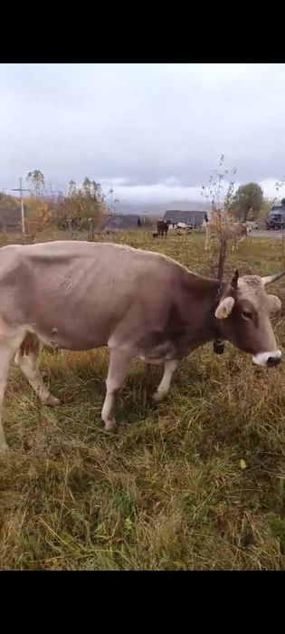 Animale tinere și bune