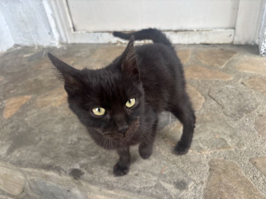 Motănel negru caută o familie iubitoare