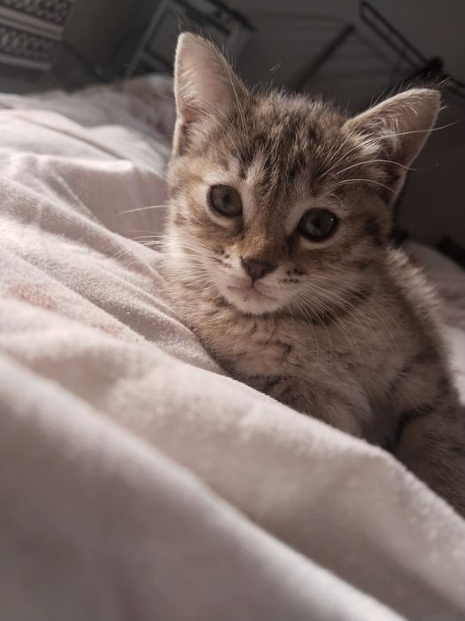 Uy mushugi onasi skotish fold