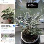 Продам цветочки разные