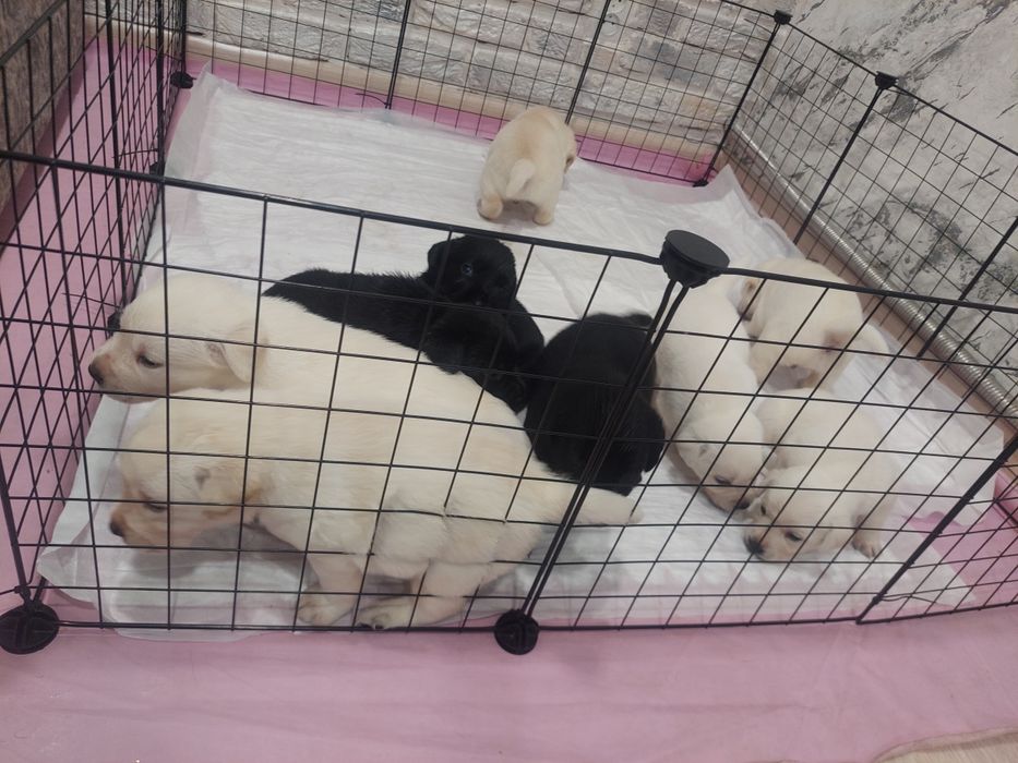 Щенки лабрадора чёрного и полевого цвета