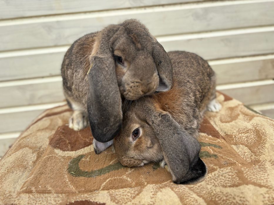 Iepuroi berbec german