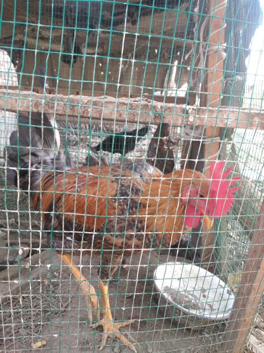 Xoʻroz 598 000 ming (2 tasi birda)