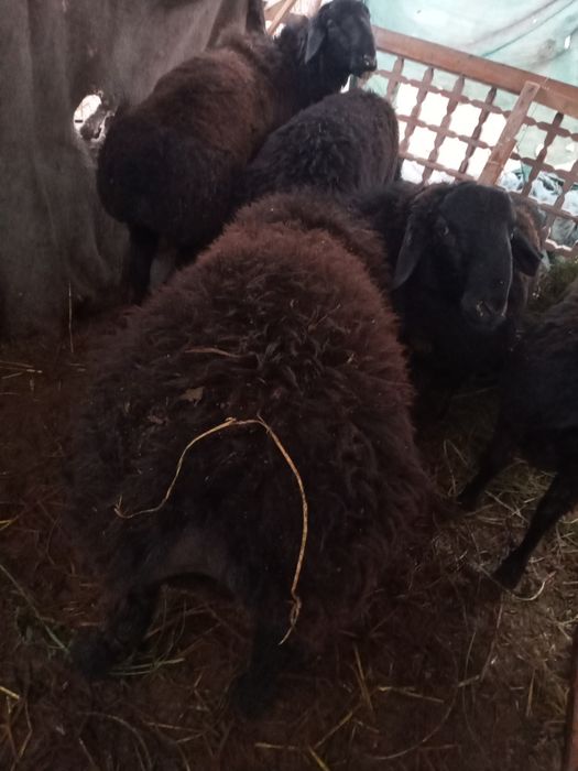 Qo'chqorlar sotiladi.