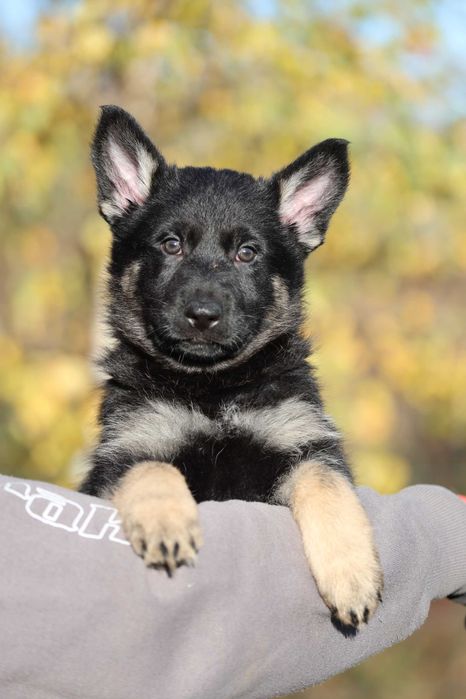 Ciobanesc German Linie de lucru spate drept Canisa autorizata