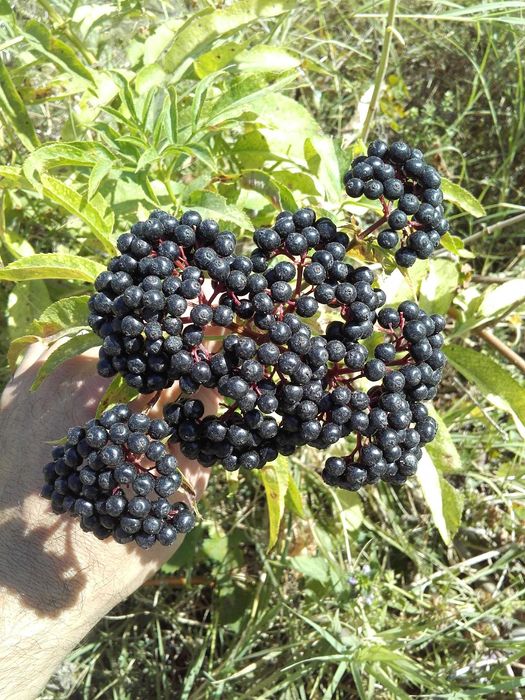 Концентрат Сироп от черен бъз . Бран в екологично чист район