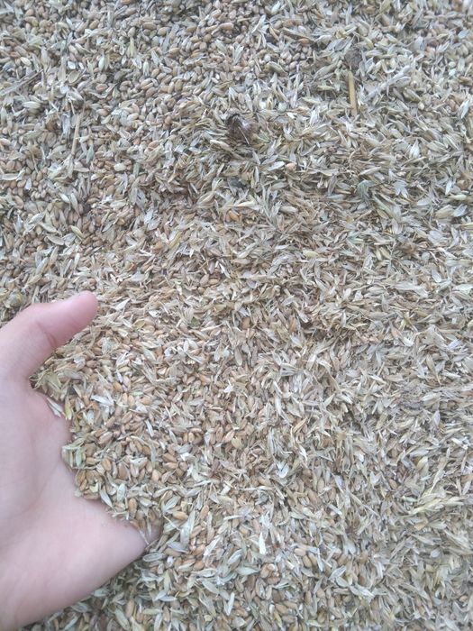 Продам зерноотход пшеничный